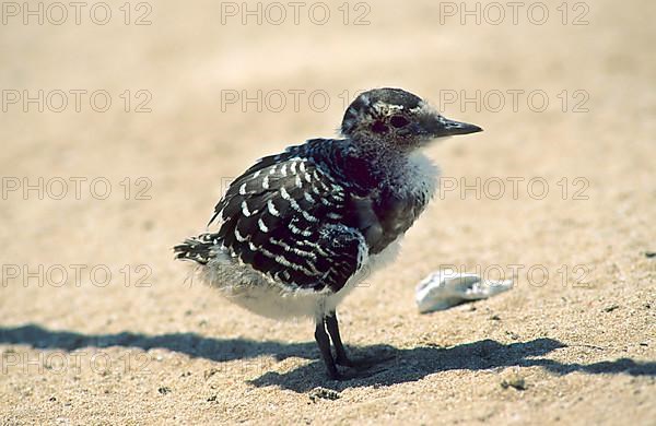 Sooty Tern