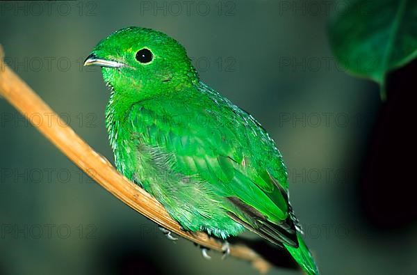 Emerald Broadbill