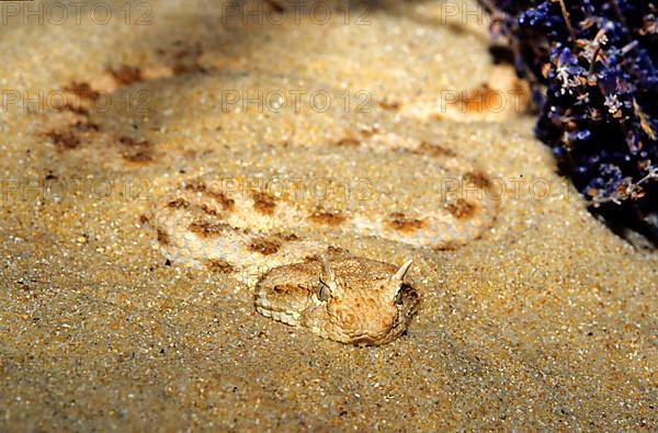 Horned viper