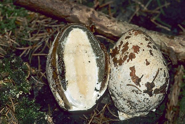 Common stinkhorn