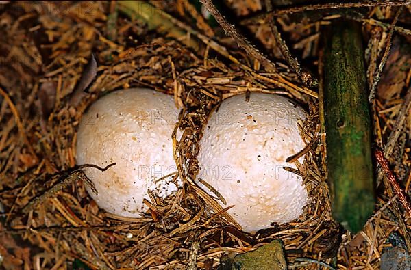 Common stinkhorn