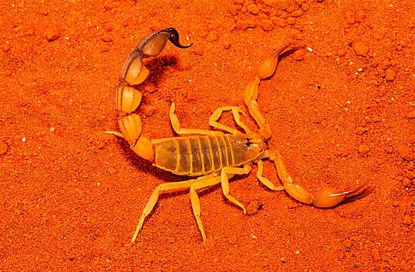 Thick-tailed scorpion