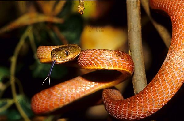 Brown Night Tree Snake