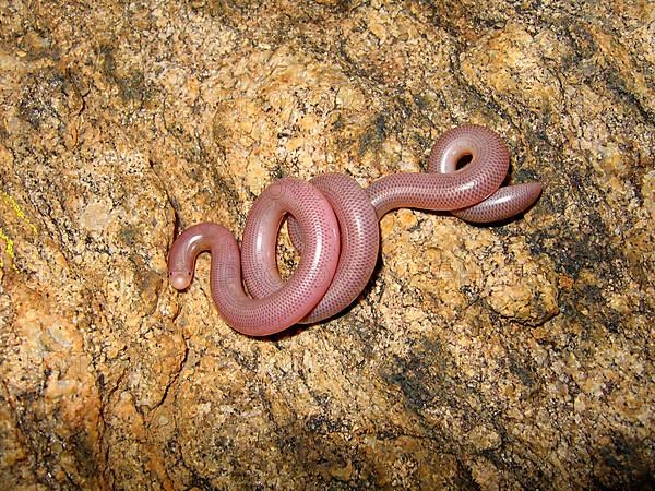 Worm snake