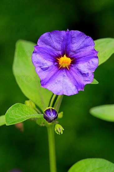 Blue blue potato bush