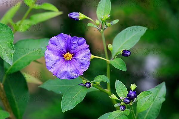 Blue blue potato bush