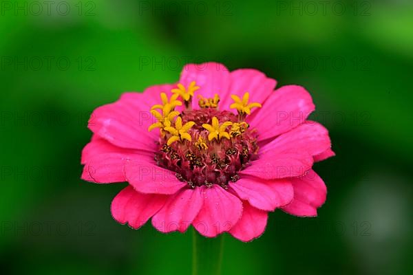 Zinnia