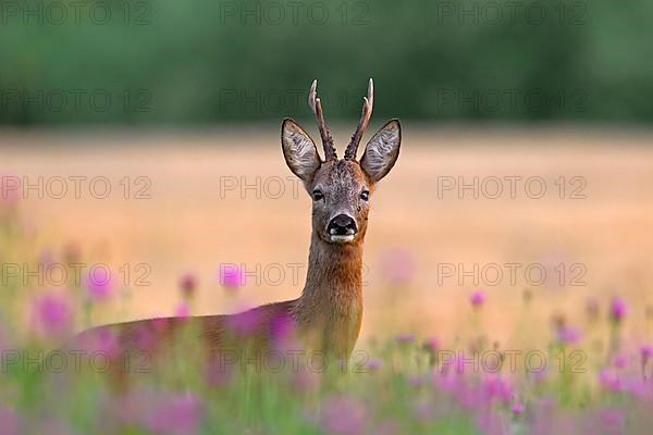 European european roe deer