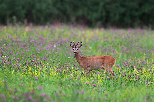 European european roe deer