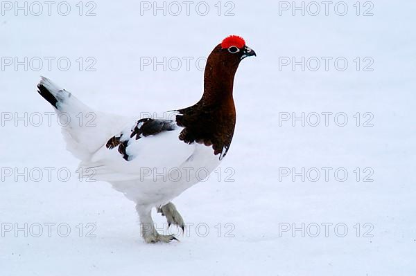 Willow Grouse