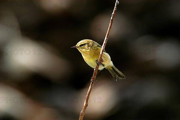 Canary Island Chiffchaff