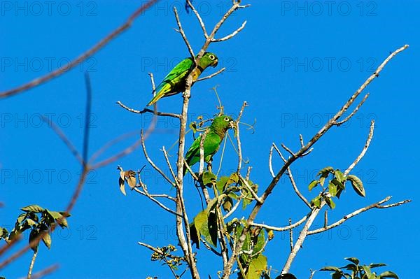 Aztec Parakeet