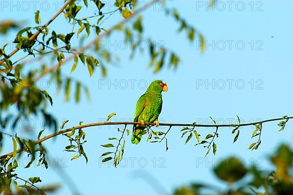 White-fronted Amazon