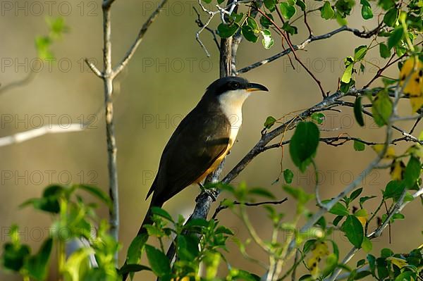 Mangrove Cuckoo