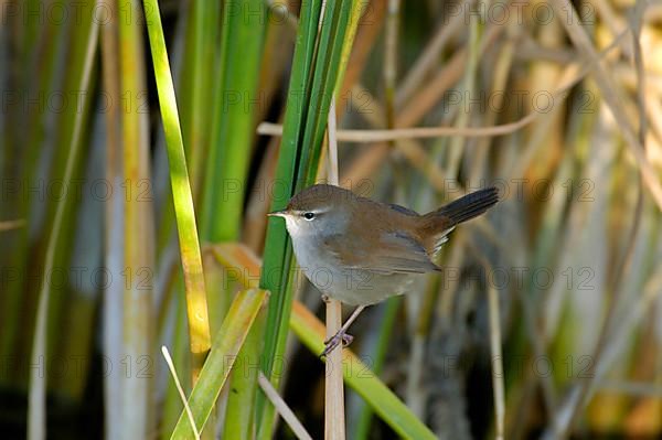 Silky Warbler