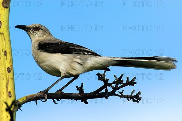 Tropical Mockingbird