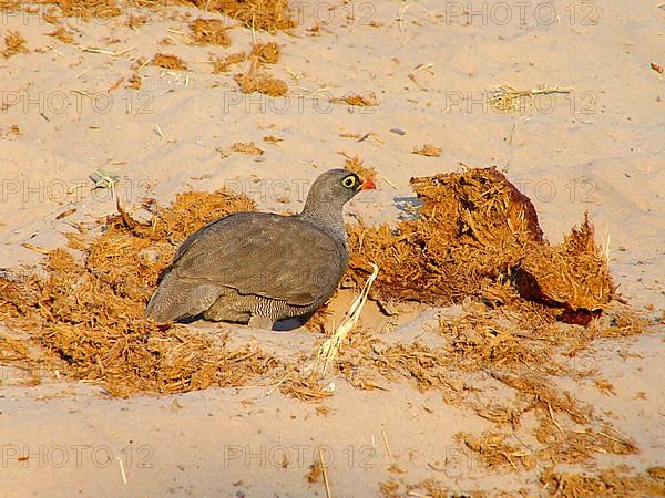 Red-billed Francolin