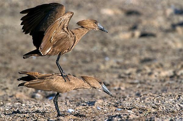 Hamerkop