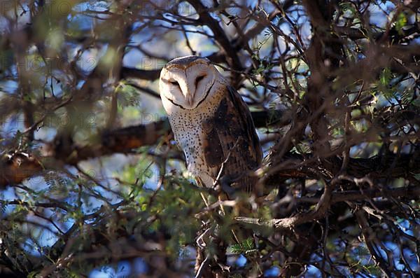 African Grass Owl