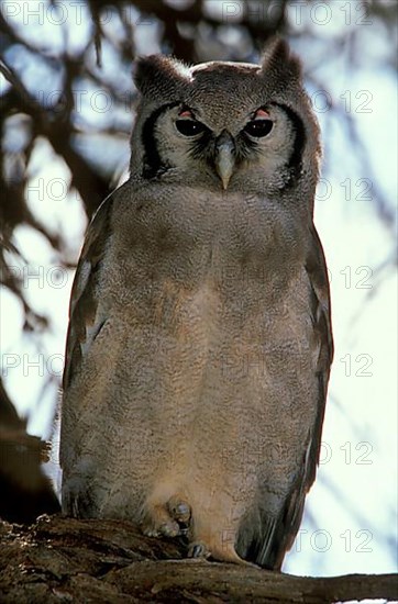 Verreaux's Eagle-owl