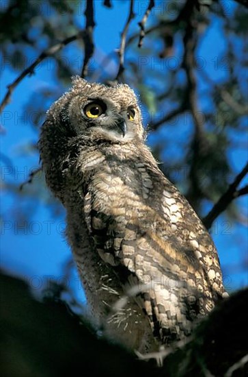 Spotted Eagle Owl