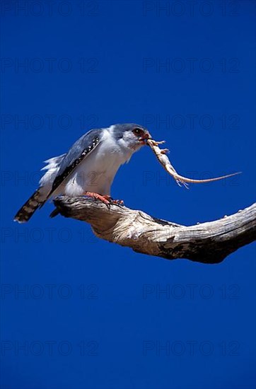 Collared Pygmy Falcon