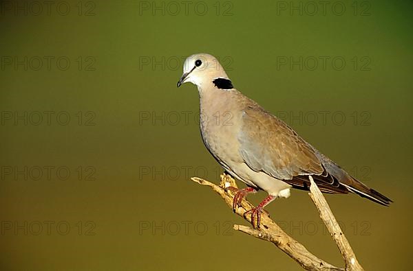 Ring-necked Dove