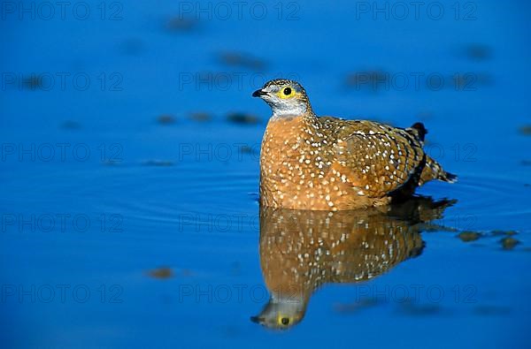 Spotted Sandgrouse