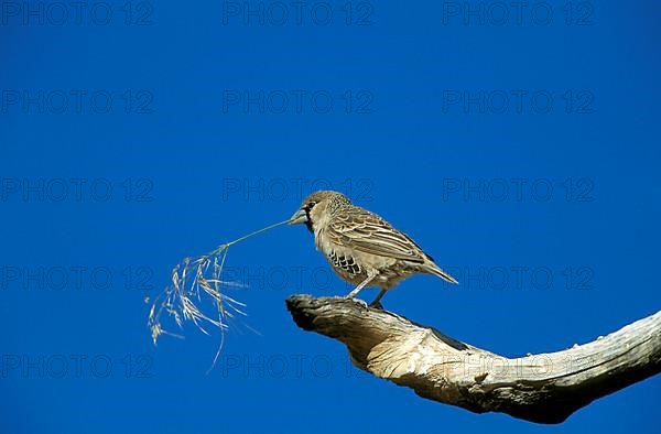 sociable weaver