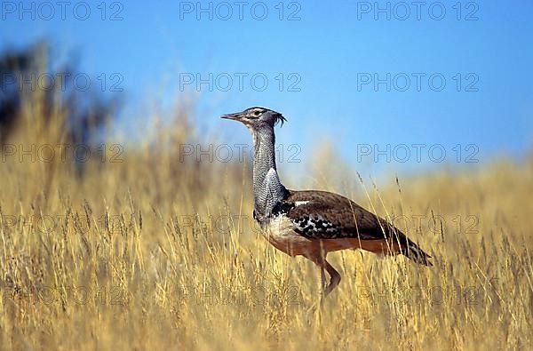 Kori Bustard