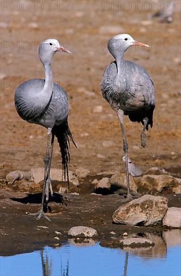 Paradise Crane