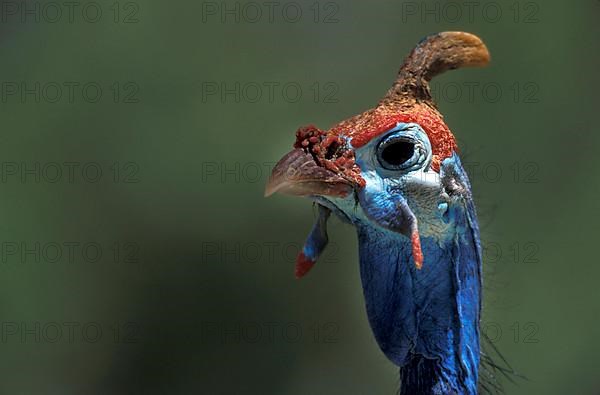 Helmeted Guineafowl