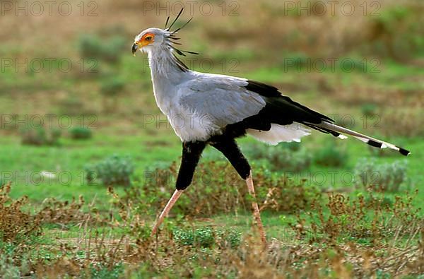 Secretary Bird