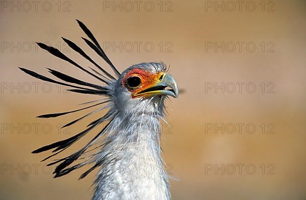 Secretary Bird