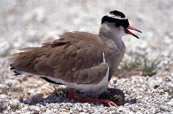 Crowned Lapwing