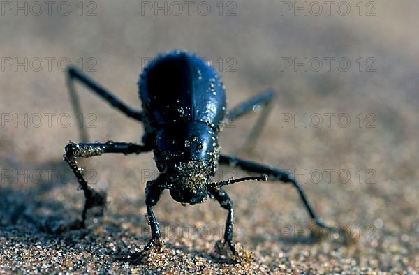 Bombardier beetle