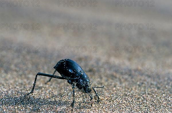 Bombardier beetle