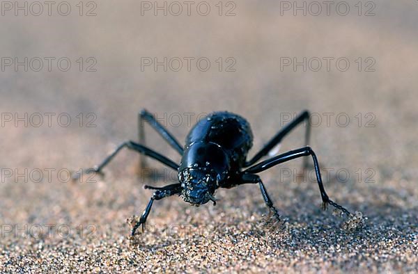 Bombardier beetle