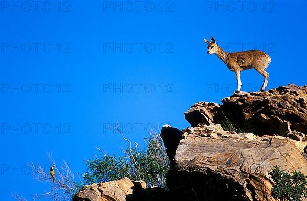 Klipspringer