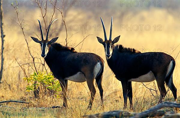 Sable antelope