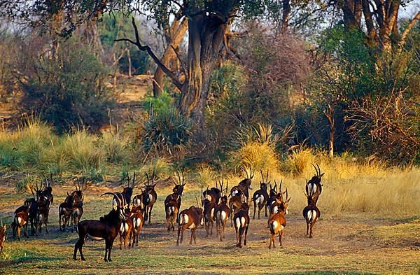 Sable antelope