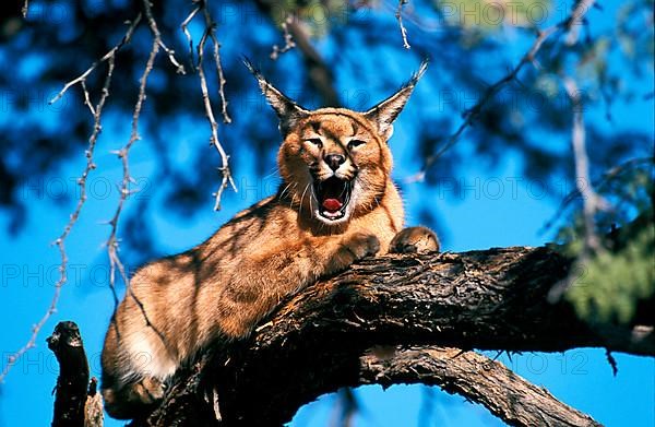 Caracal