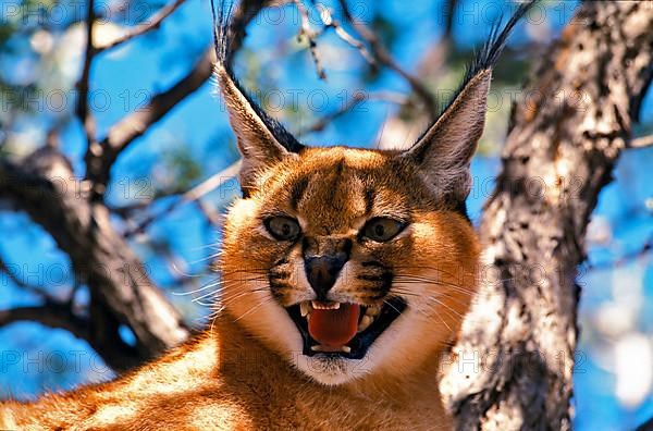 Caracal