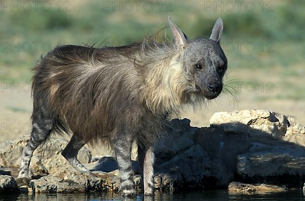 Brown hyena