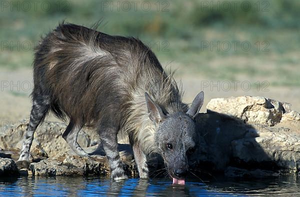 Brown hyena