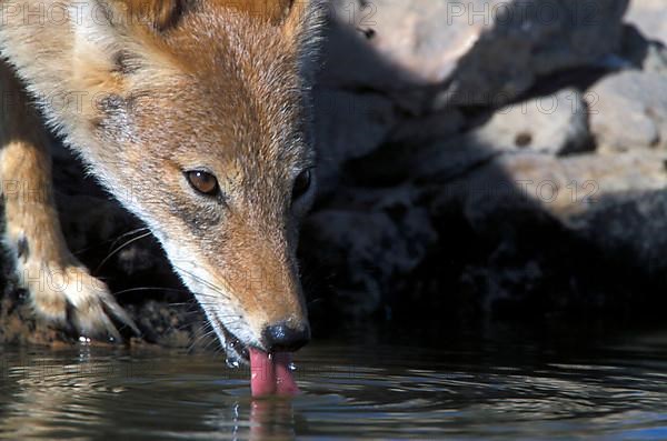 Black-backed jackal