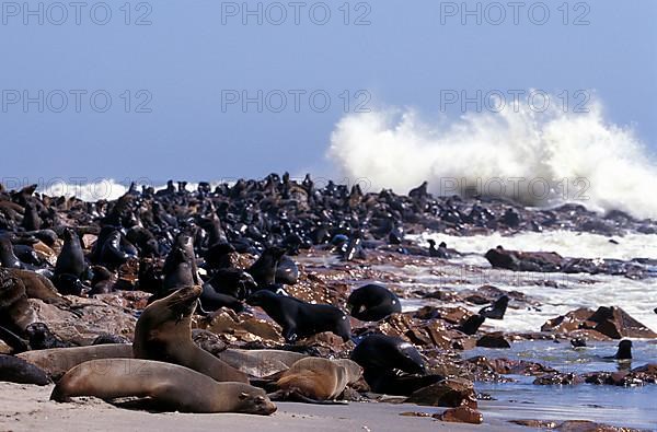 South African fur seal