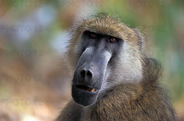 Bear baboon