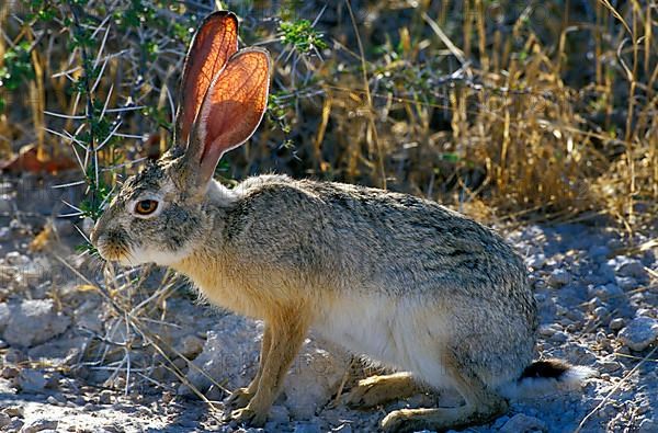 Cape Hare