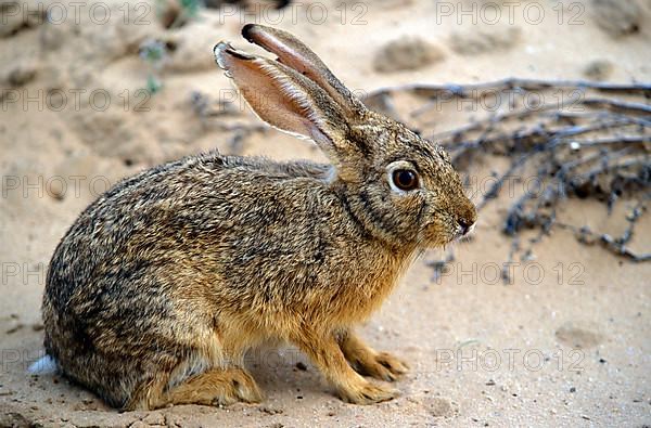 Cape Hare